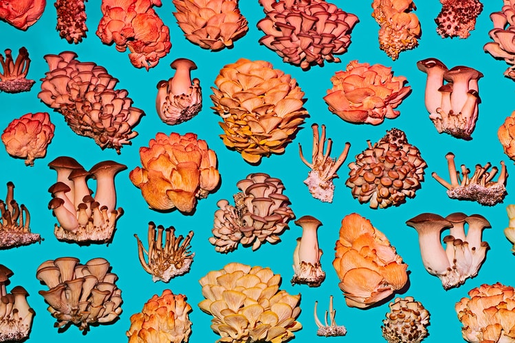 Making Mushrooms More Than Edible