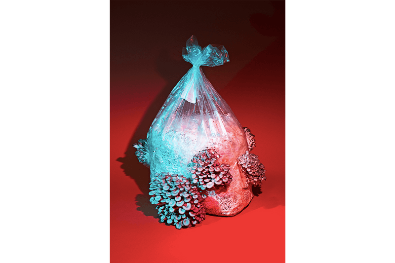 smallhold mushroom new york brooklyn andrew carter adam demartino phyllis ma grow at home lion's main blue yellow pink oyser block kit buy quarantine lockdown art story mfg online ceramics