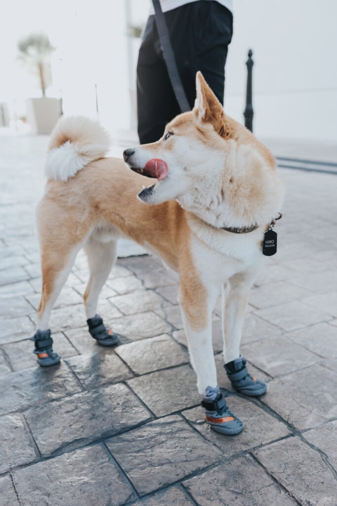 dogs wearing sneakers
