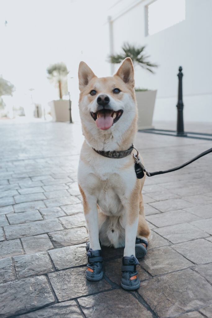 Fresh Pawz Beluga 544 Dog Sneaker Launch Orange Gray "SPLY 554" Shoe Velcro Rubber Sole Primeknit adidas YEEZY BOOST 350 V2 Beluga 2.0