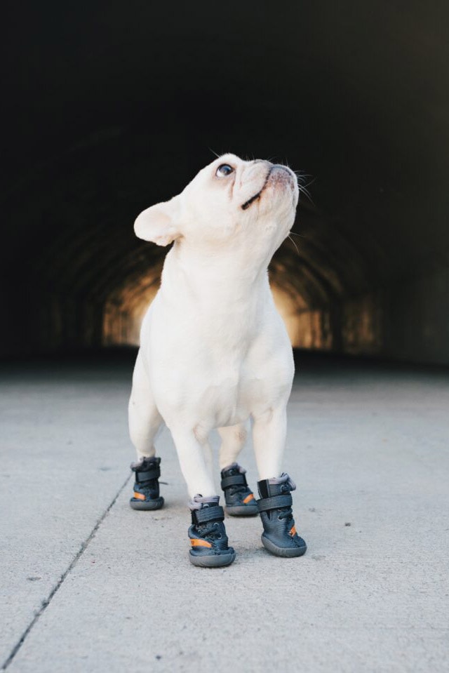 Fresh Pawz Beluga 544 Dog Sneaker Launch Orange Gray "SPLY 554" Shoe Velcro Rubber Sole Primeknit adidas YEEZY BOOST 350 V2 Beluga 2.0
