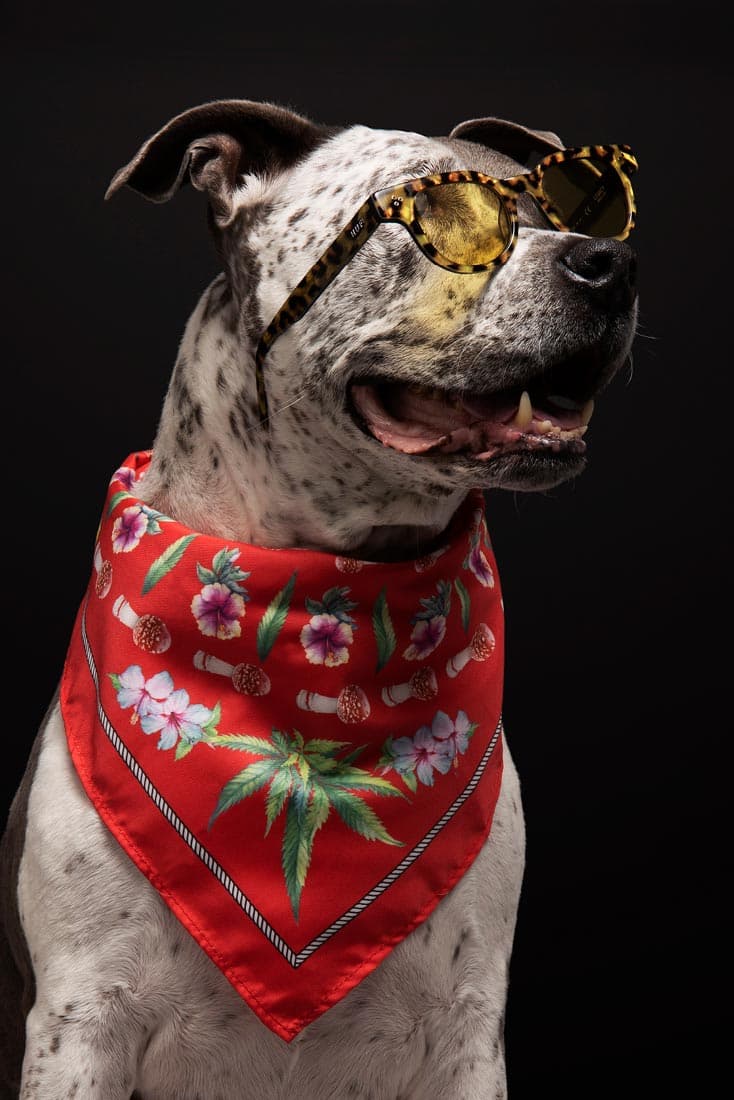 HUF x AKILA Drops Limited Edition Sunglasses frames dogs summer