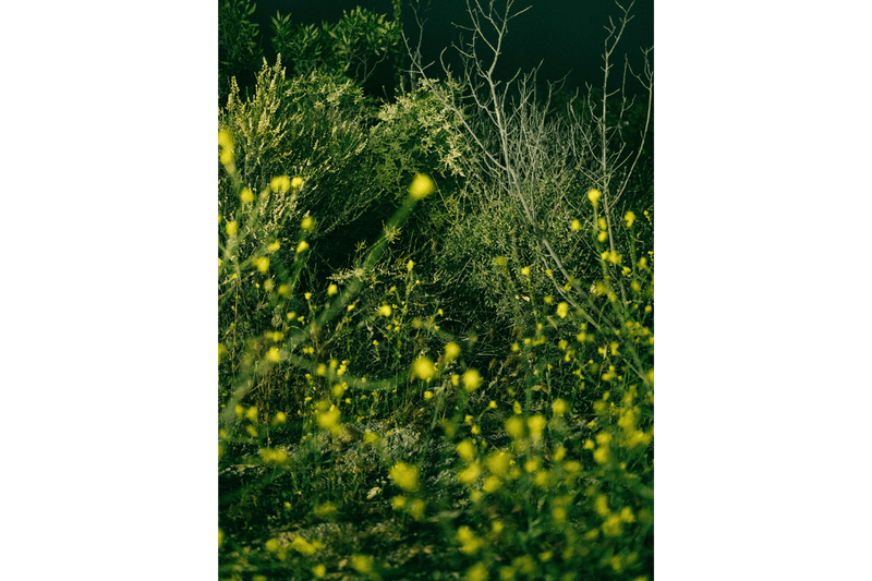 magnum photos solidarity print sale black lives matter naacp photography photos