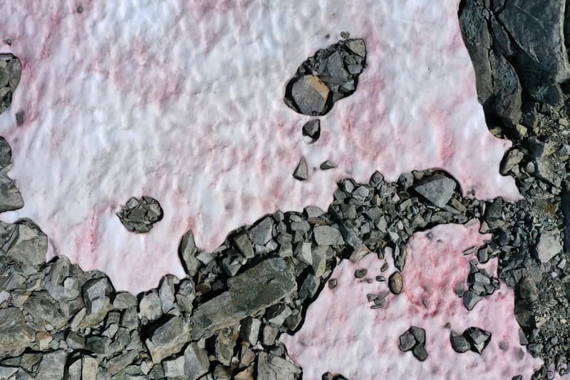 pink algae glacier northern italy presena alps science climate change environment global warming sea levels sustainability