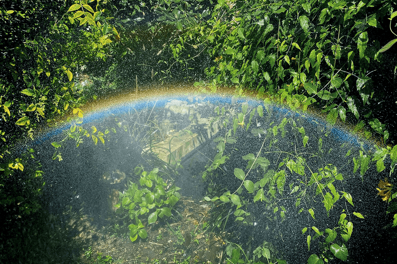 rainforest foundation unity artists charity wolfgang tillmans tacita dean photography paintings artworks