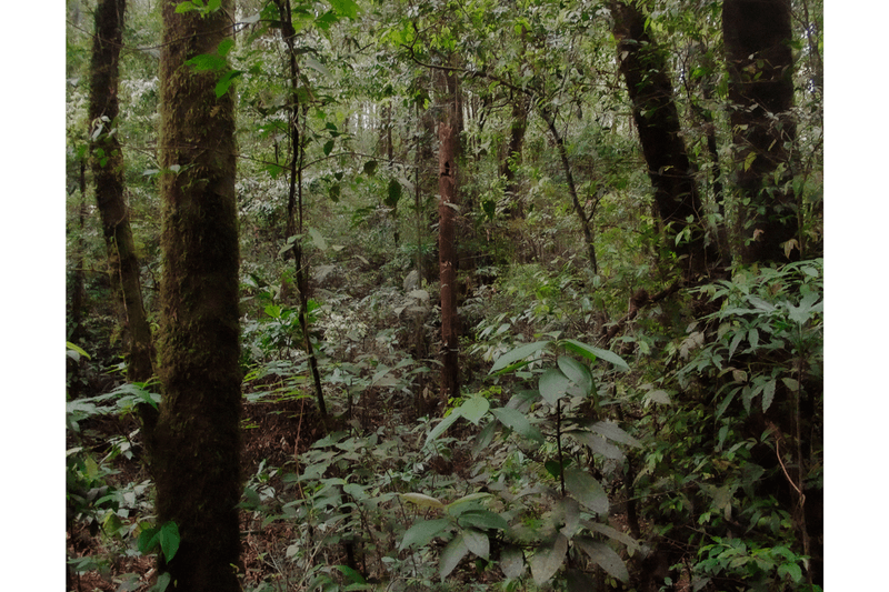 rainforest foundation unity artists charity wolfgang tillmans tacita dean photography paintings artworks