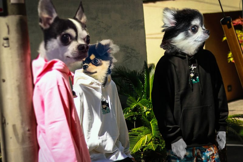 chihuahua adidas hoodie