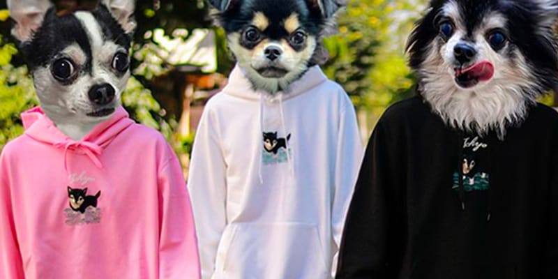 chihuahua in a hoodie