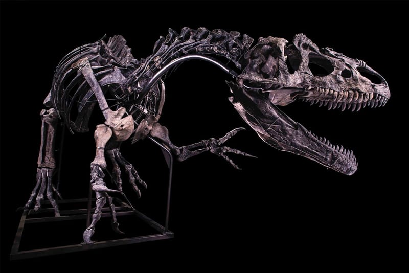 Restored Allosaurus Skeleton Estimated to Fetch Over $1M USD