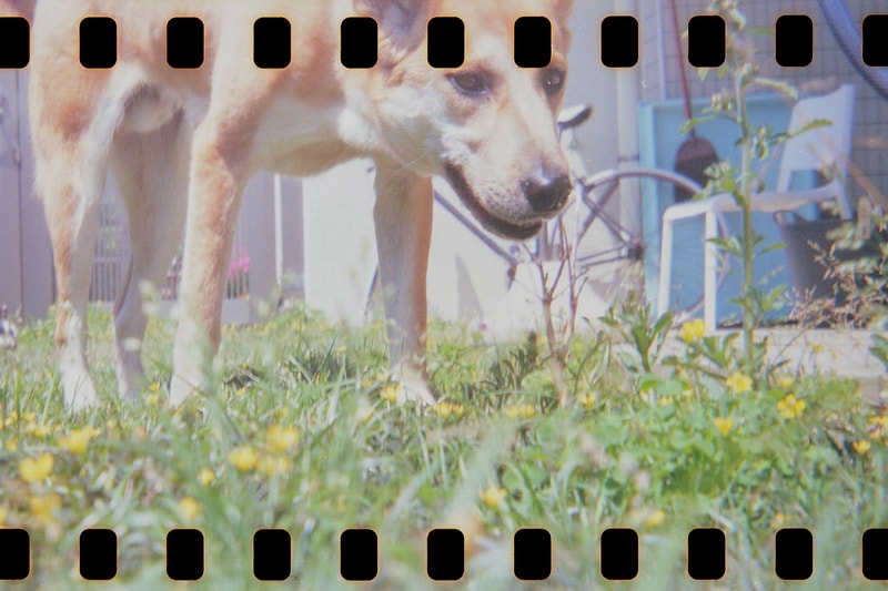 Lomography HydroChrome Suttons Panoramic Belair Camera technology liquid filled lens lza sproket holes 