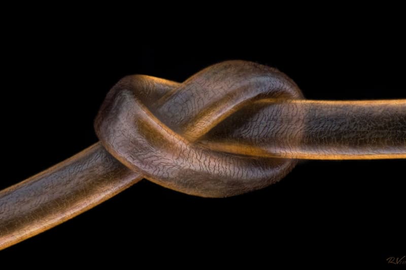 nikon small world photomicrography competition winners