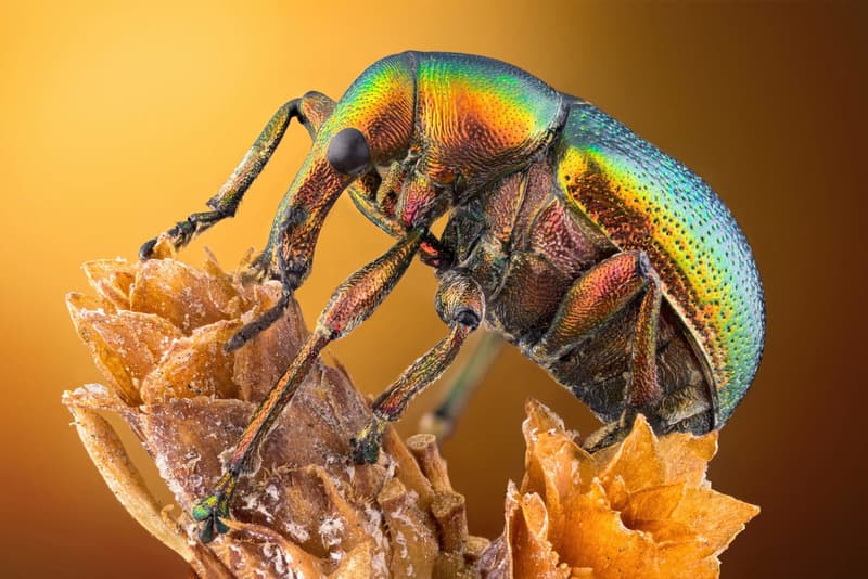 nikon small world photomicrography competition winners