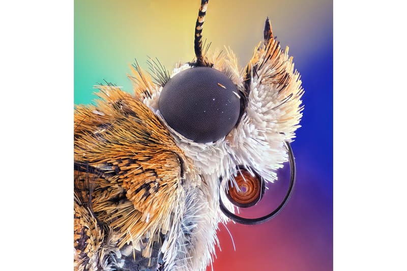 nikon small world photomicrography competition winners