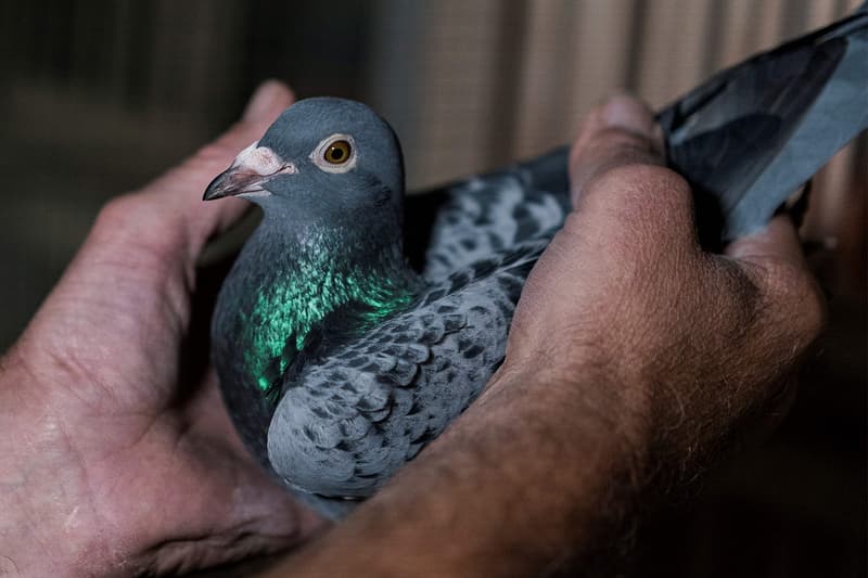 Belgian Racing Pigeon Record Auction News 1.6 million Euro China Sale Record breeding animals racing rich wealthy sports China Chinese buyers auctions PIPA