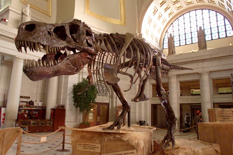 dinosaurs science scientists research asteroid extinction fossils survival