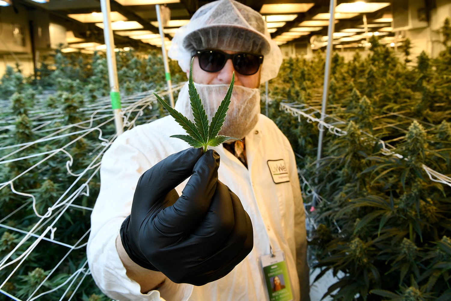 UN Commission Reclassifies Cannabis CBD Marijuana Weed Info