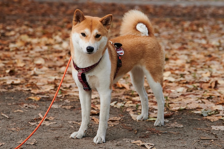 Meme-Based Cryptocurrency Dogecoin Surges 822% to Record High