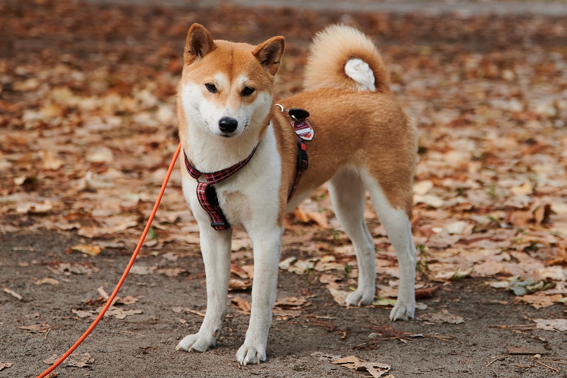 Meme Based Cryptocurrency Dogecoin 822 Surge Hypebeast