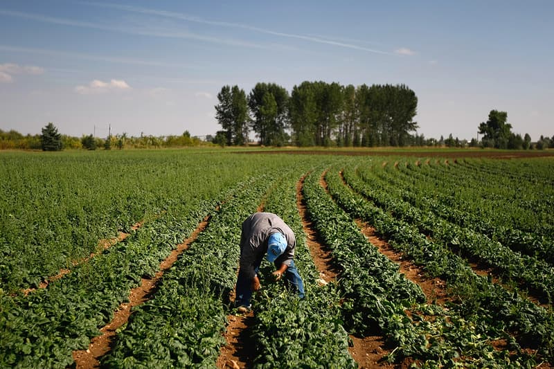 science scientists engineer spinach plant nanobionics emails send climate change global warming environmental massachusetts institute of technology 