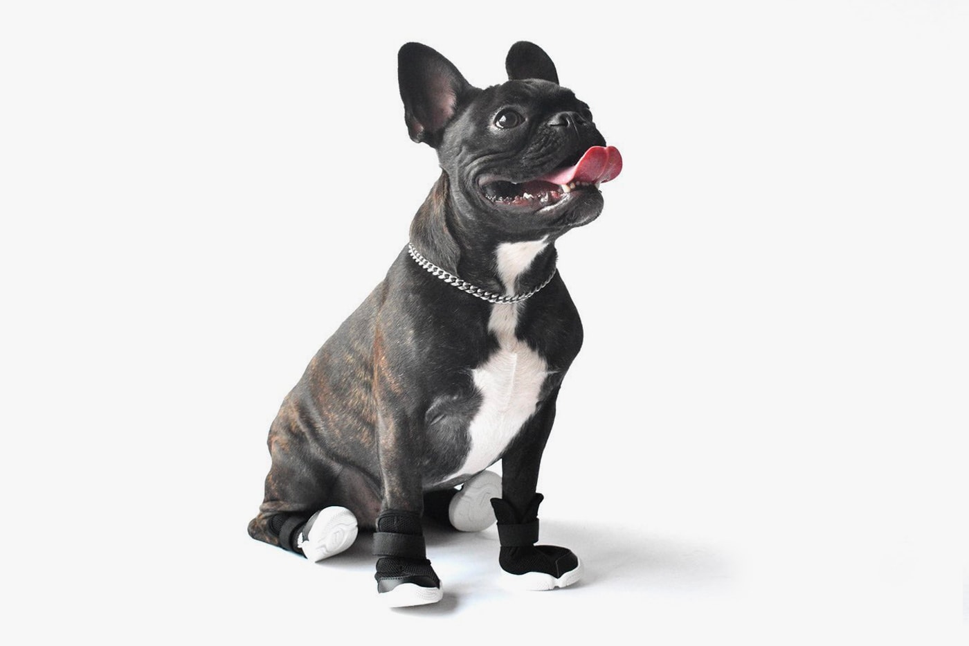 RIFRUF Design-Driven Dog Sneakers Caesar 1 Release Info Buy Price