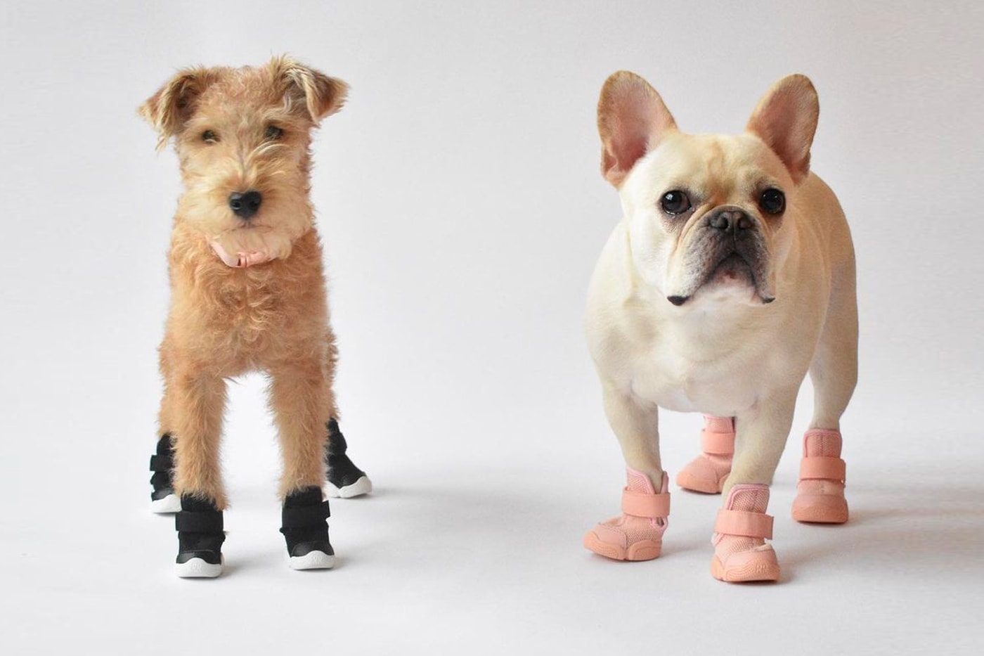 RIFRUF Design-Driven Dog Sneakers Caesar 1 Release Info Buy Price