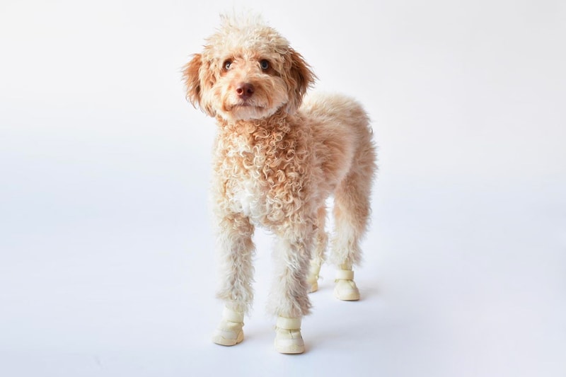 RIFRUF Design-Driven Dog Sneakers Caesar 1 Release Info Buy Price