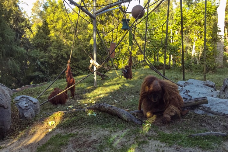 San Diego Zoo Gives Experimental Coronavirus Vaccine to Its Apes