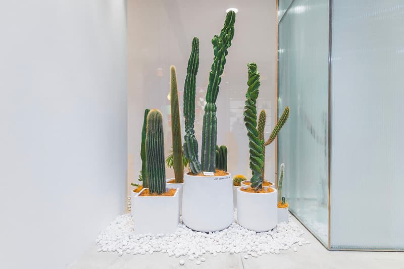 HBX Landmark Botanic Union pop up info cacti cactus succulents plants Hong Kong Plants home green aloe pottery