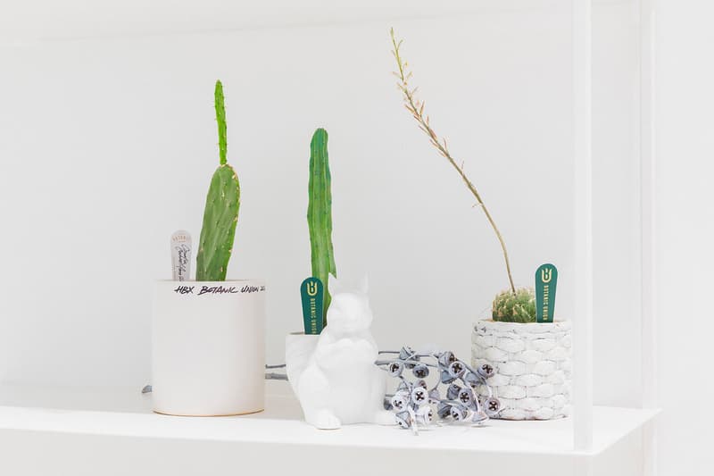 HBX Landmark Botanic Union pop up info cacti cactus succulents plants Hong Kong Plants home green aloe pottery