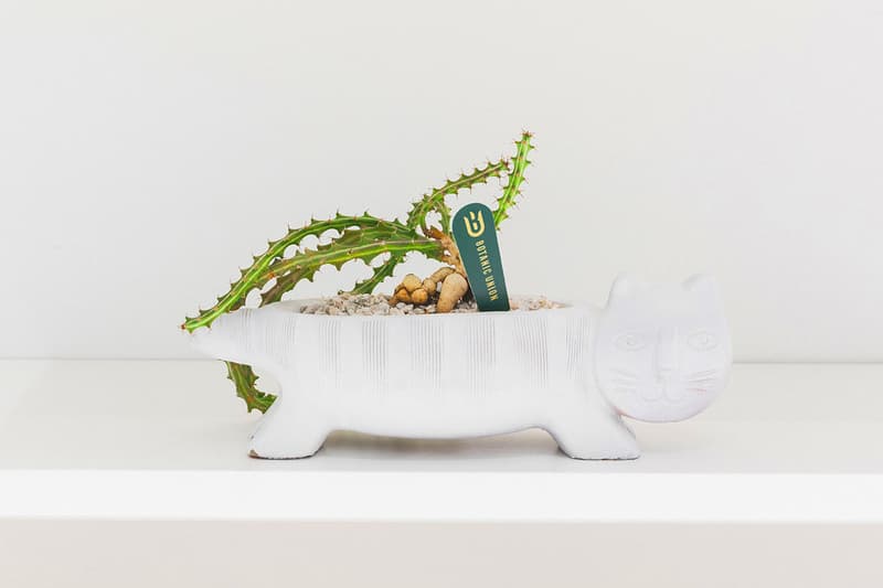 HBX Landmark Botanic Union pop up info cacti cactus succulents plants Hong Kong Plants home green aloe pottery