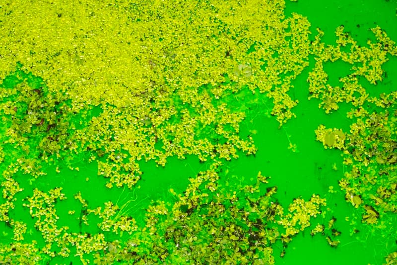 Olafur Eliasson Floods Museum for His Latest 'Life' Exhibit Fondation Beyeler Art Museum Tate Modern Danish-Icelandic Swiss city of Basel Switzerland