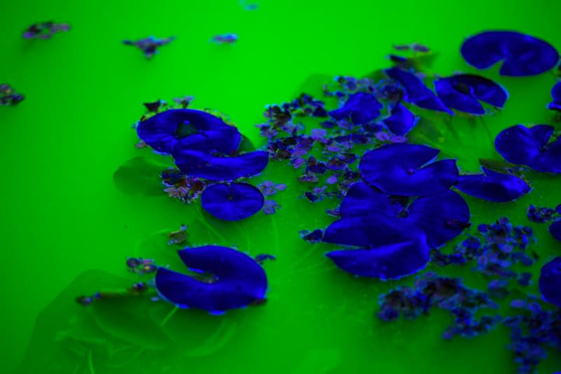 Olafur Eliasson Floods Museum for His Latest 'Life' Exhibit Fondation Beyeler Art Museum Tate Modern Danish-Icelandic Swiss city of Basel Switzerland