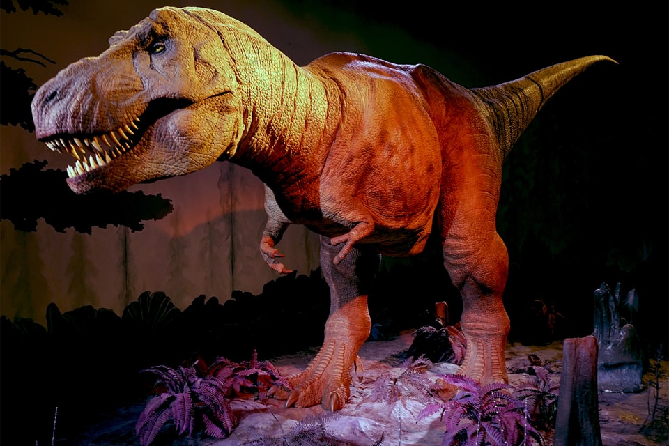 In All of Time, 2.5 Billion Tyrannosaurus Rexes Have Roamed Earth, Smart  News