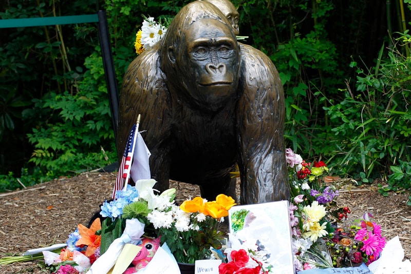 Harambe meme photo NFT non fungible token auction fifth anniversary death