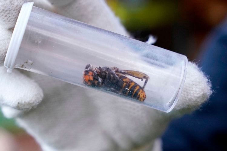 Scientists Discover First 'Murder Hornet' of 2021 in the United States