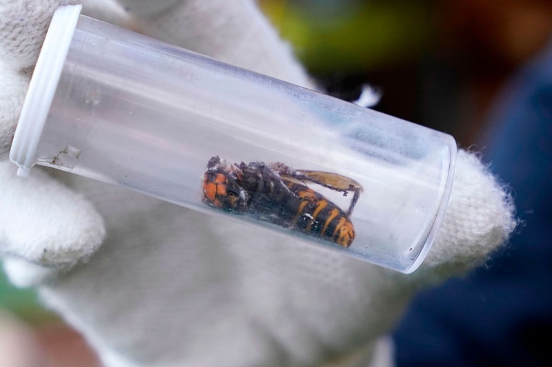 Scientists Discover First 'Murder Hornet' Asian giant hornet of 2021 this year in Washington United States