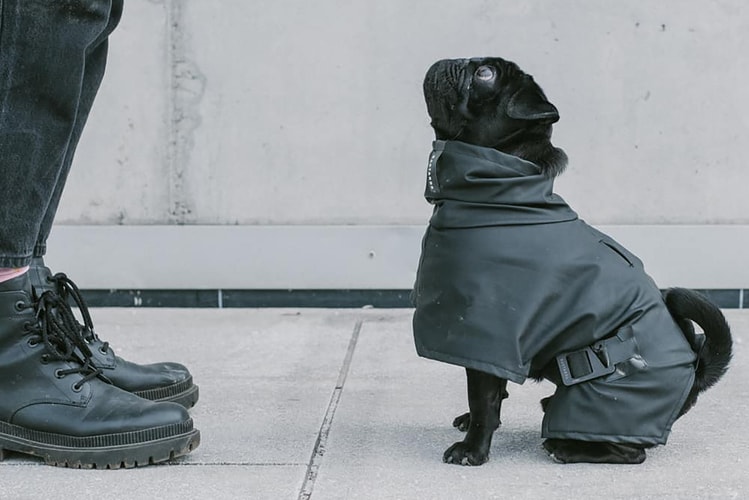 BASTARDS Takes Dog Wear to a Whole New Level