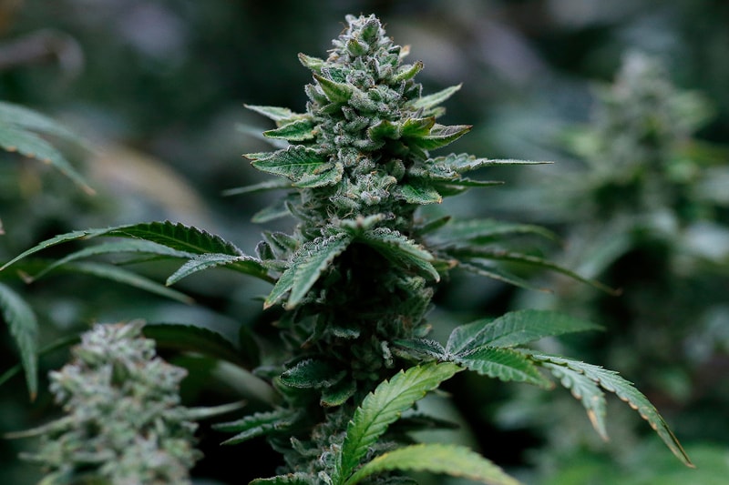 Cannabis Sativa 12,000 Years China Domestication News hemp plants resin drugs thc tcm smoke marijuana weed 