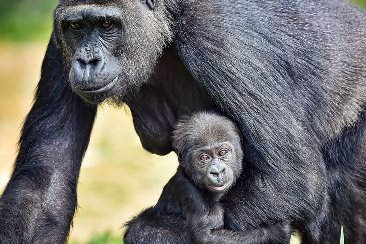 Research Reveals Apes Start Interactions With a "Hello" and End With a "Goodbye"