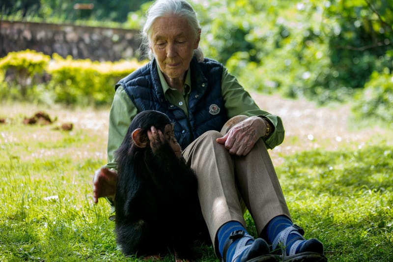 Learn the Life of Dr. Jane Goodall in This Immersive Multimedia Experience