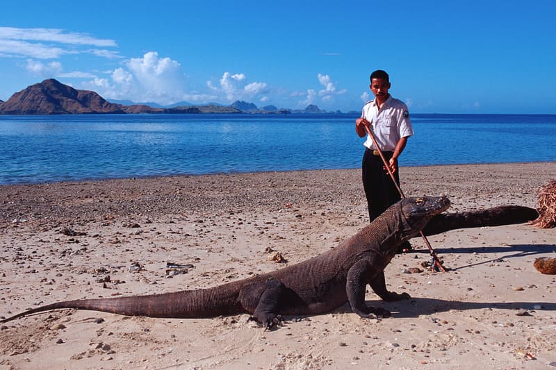 jurassic park komodo dragon komodo national park UNESCO Heritage volcanic island viral environment habitat tourism volcanic site news 