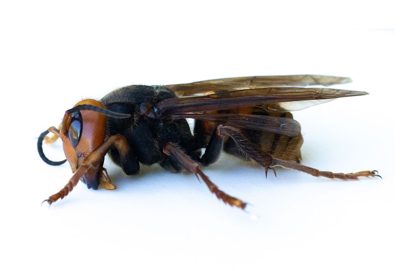Authorities Discover First Live 'Murder Hornet' of 2021 in the United States asian giant hornet