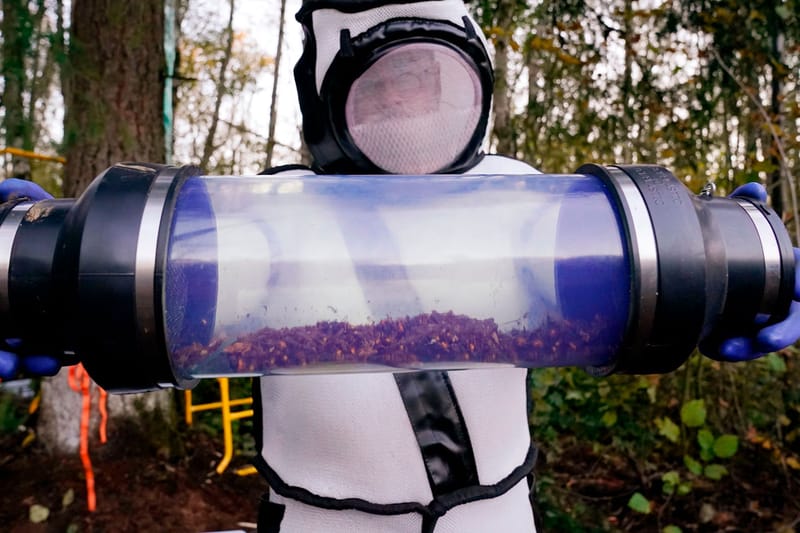 A Nest With Almost 1,500 Asian Giant 'Murder Hornets' Has Been Destroyed in Washington