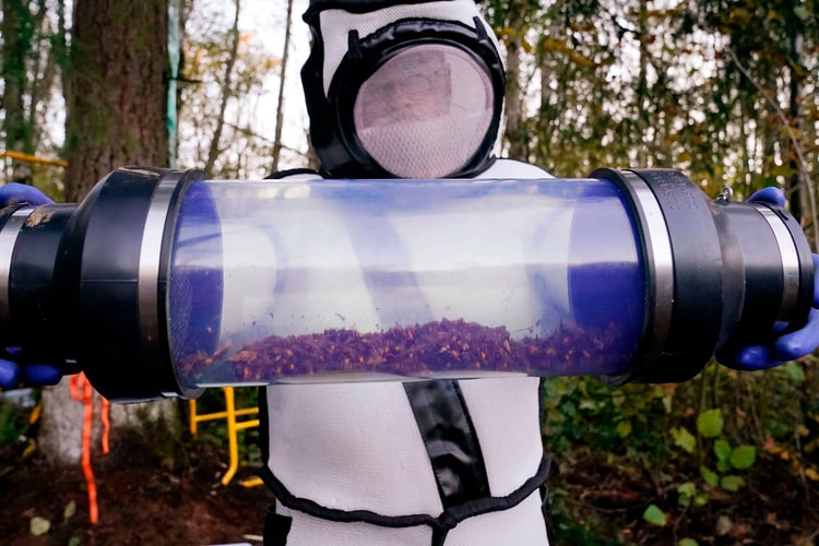 A Nest With Almost 1,500 Asian Giant 'Murder Hornets' Has Been Destroyed in Washington