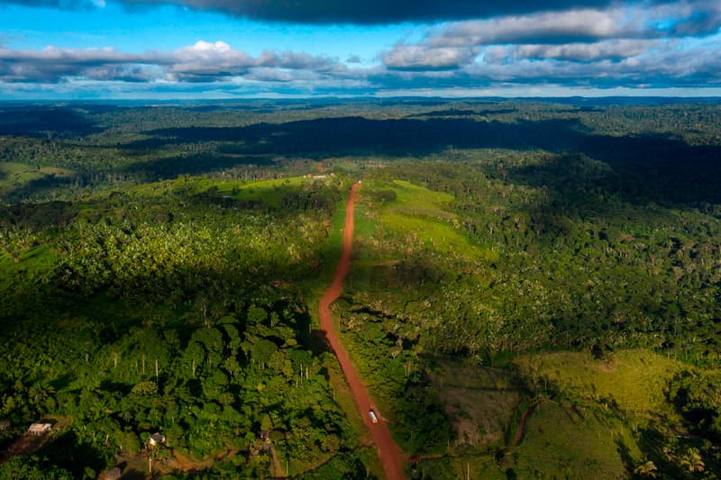 You Can Now Buy NFTs That Help Rebuild Brazil's Rainforest