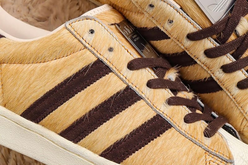 adidas superstar dog