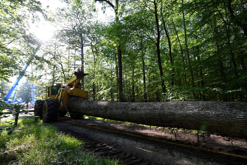 Notre Dame Cathedral Rebuilding Process Paris France
