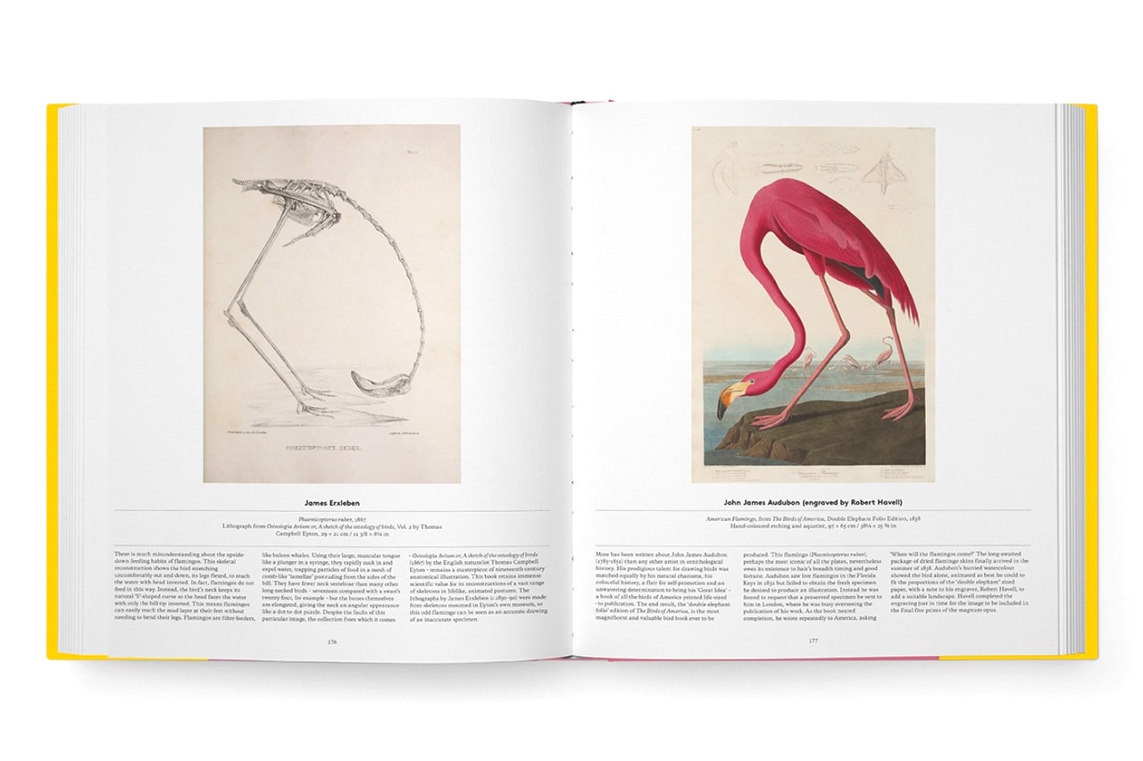 Phaidon Bird: Exploring the Winged World Art Book