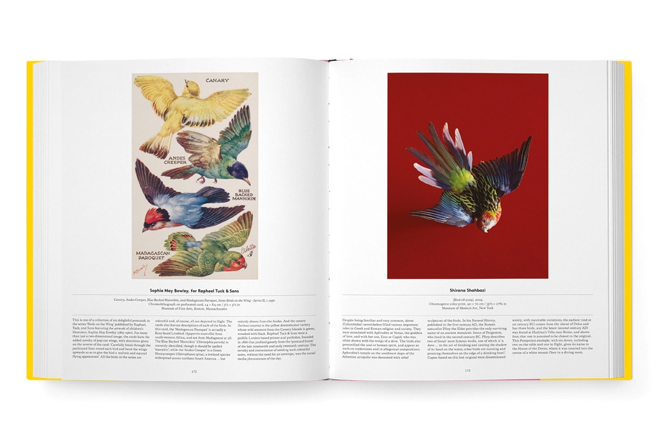 Phaidon Bird: Exploring the Winged World Art Book