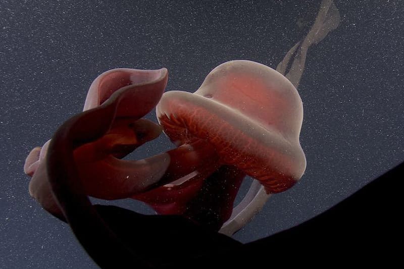 A Massive Phantom Jellyfish Was Discovered 3,200-Feet Below Sea Level